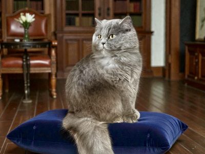 Brit hosszúszőrű kislány