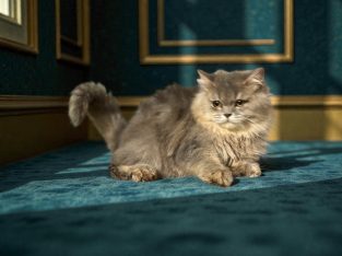 Brit hosszúszôrű kisfiú