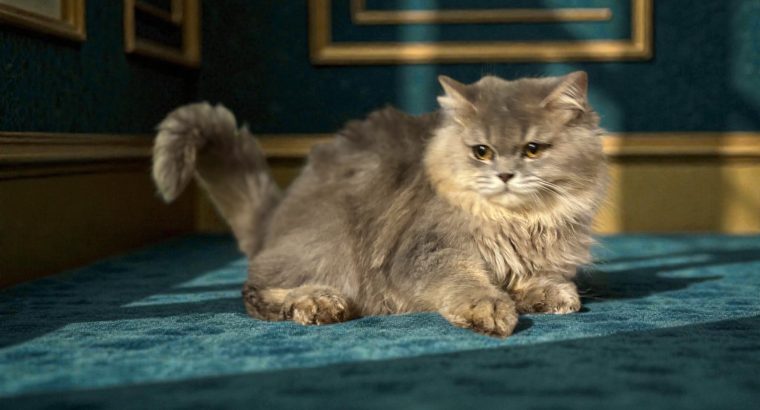 Brit hosszúszôrű kisfiú