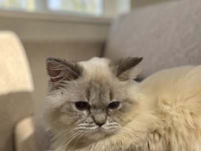 Blue point brit kislány😍