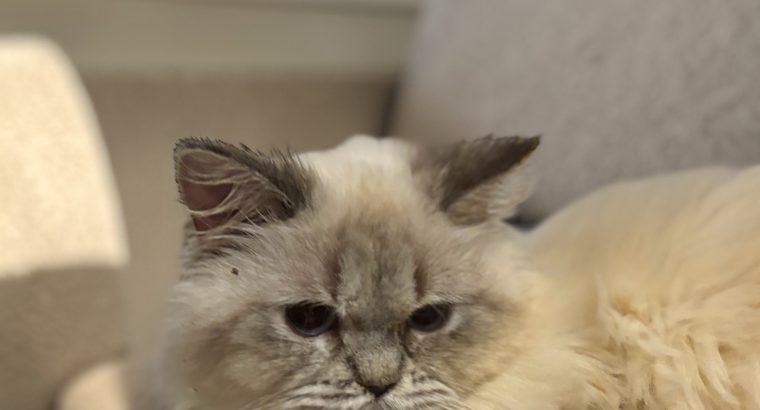 Blue point brit kislány😍