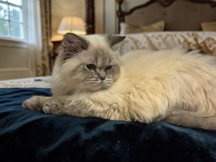 Blue point brit kislány😍