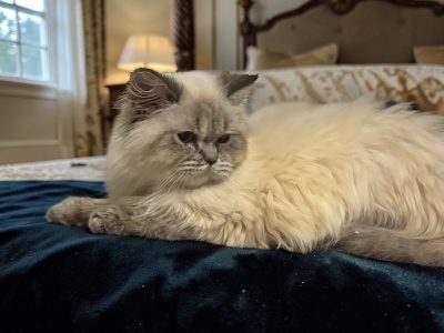 Blue point brit kislány😍