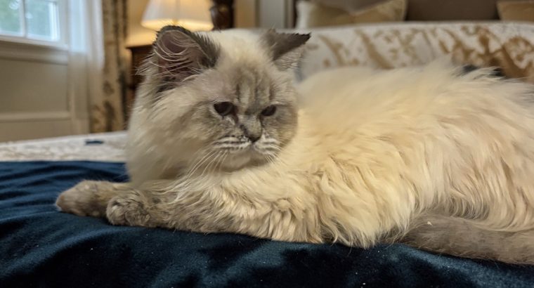 Blue point brit kislány😍