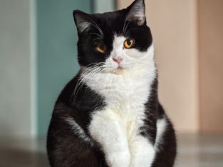 Brit rövidszőrű kislány