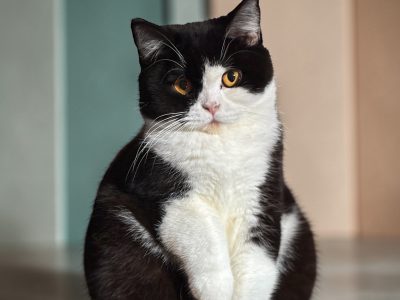 Brit rövidszőrű kislány