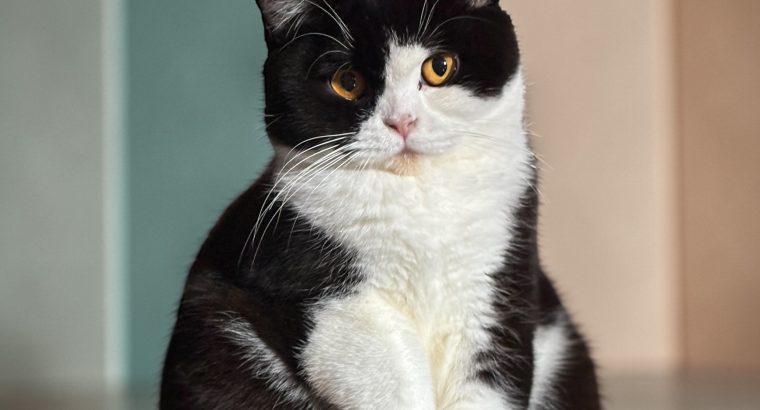 Brit rövidszőrű kislány