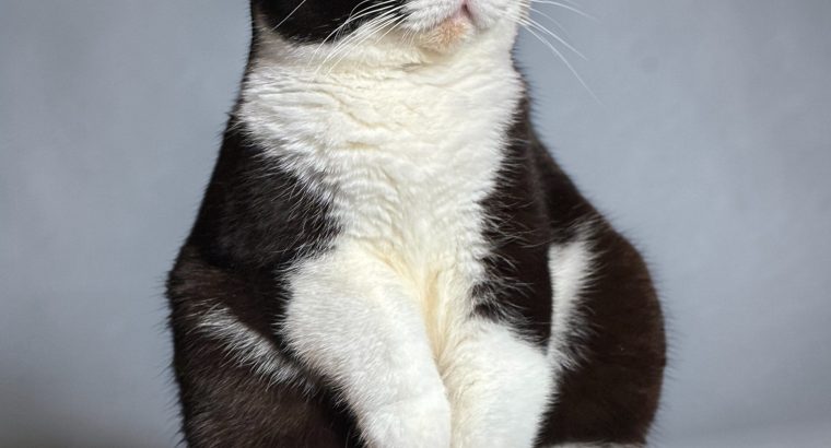 Brit rövidszőrű kislány