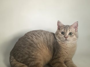 Brit lila aranyárnyalt kandúrka