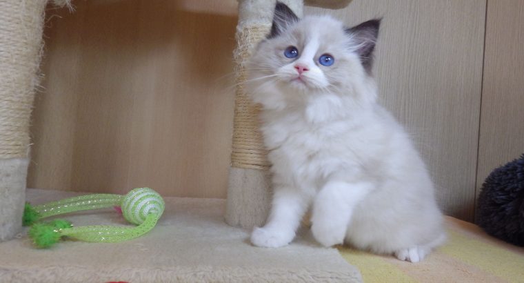 „Radley” Ragdoll Girl! 💖💖😍