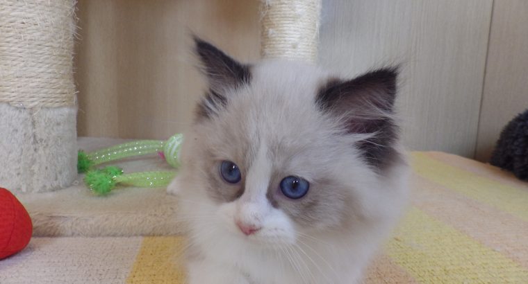 „Radley” Ragdoll Girl! 💖💖😍