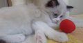 „Radley” Ragdoll Girl! 💖💖😍