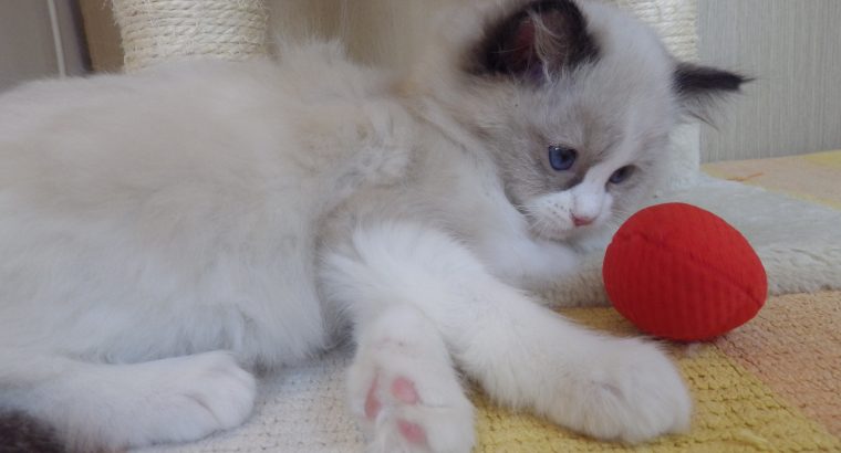„Radley” Ragdoll Girl! 💖💖😍