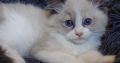 „Radley” Ragdoll Girl! 💖💖😍