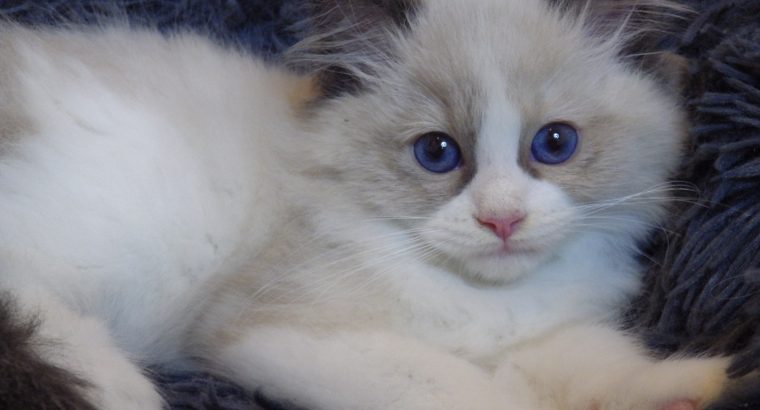 „Radley” Ragdoll Girl! 💖💖😍