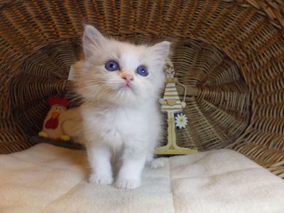 „San-Diego” Ragdoll Boy!😍💖💖😍