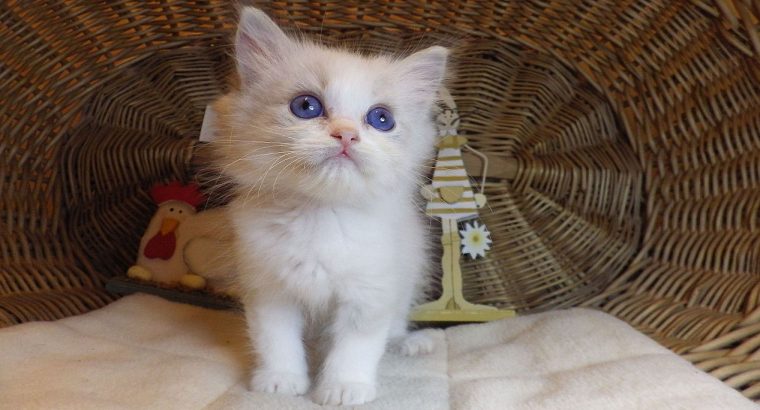 „San-Diego” Ragdoll Boy!😍💖💖😍