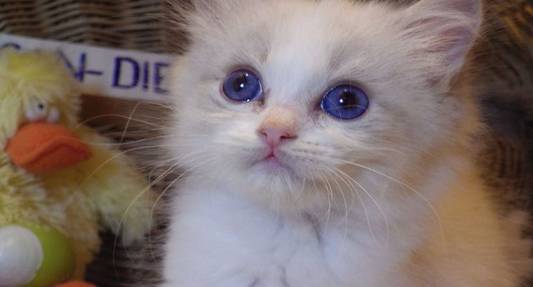 „San-Diego” Ragdoll Boy!😍💖💖😍