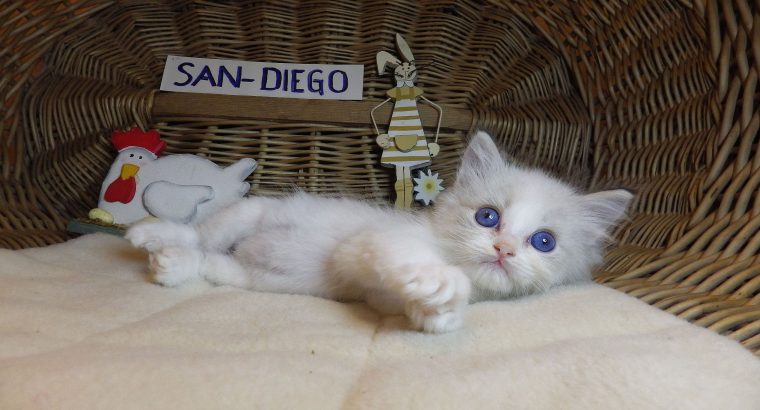 „San-Diego” Ragdoll Boy!😍💖💖😍