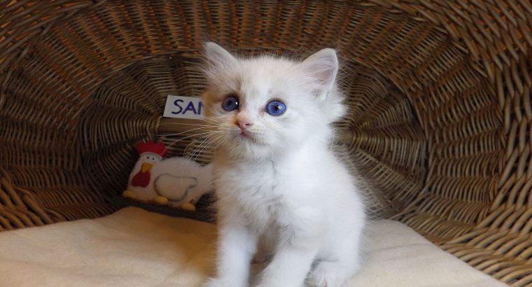 „San-Diego” Ragdoll Boy!😍💖💖😍