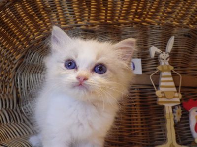 „San-Diego” Ragdoll Boy!😍💖💖😍