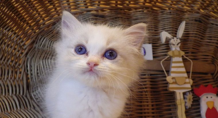 „San-Diego” Ragdoll Boy!😍💖💖😍