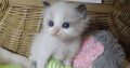 „San-Francisco” Ragdoll Boy! 🥰💖