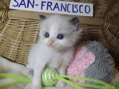 „San-Francisco” Ragdoll Boy! 🥰💖