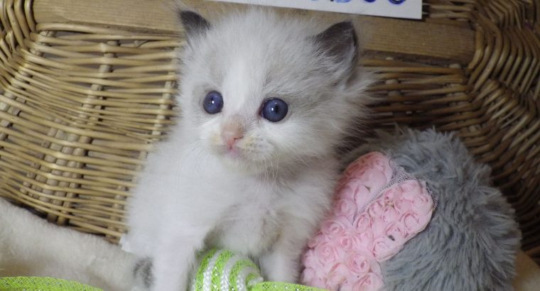 „San-Francisco” Ragdoll Boy! 🥰💖