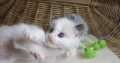 „San-Francisco” Ragdoll Boy! 🥰💖