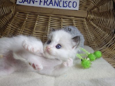 „San-Francisco” Ragdoll Boy! 🥰💖