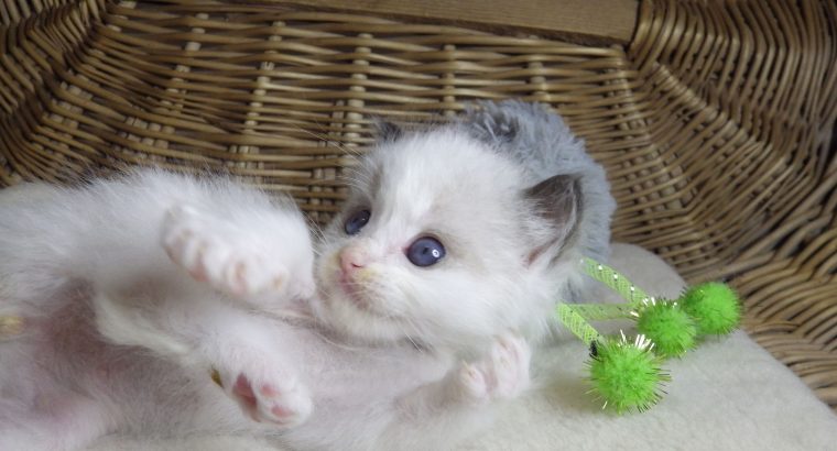 „San-Francisco” Ragdoll Boy! 🥰💖