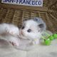 „San-Francisco” Ragdoll Boy! 🥰💖