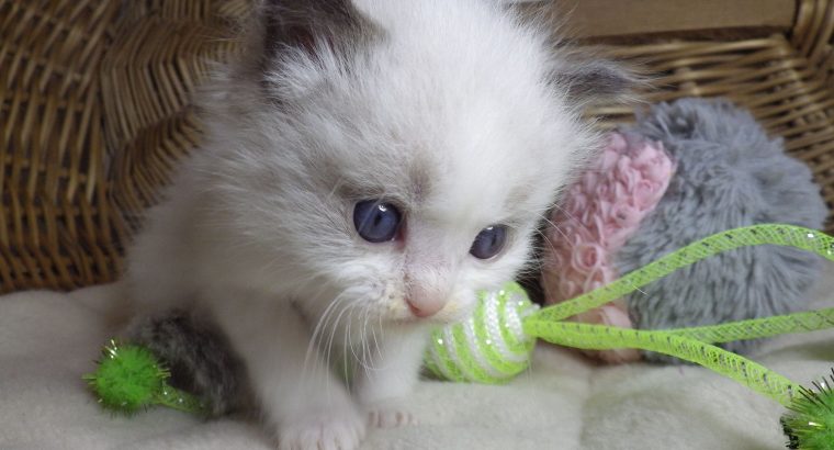 „San-Francisco” Ragdoll Boy! 🥰💖