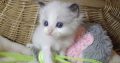 „San-Francisco” Ragdoll Boy! 🥰💖