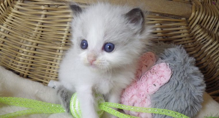 „San-Francisco” Ragdoll Boy! 🥰💖