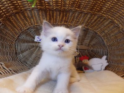 „Santa- Cruz” Ragdoll Boy! 🥰💖💖