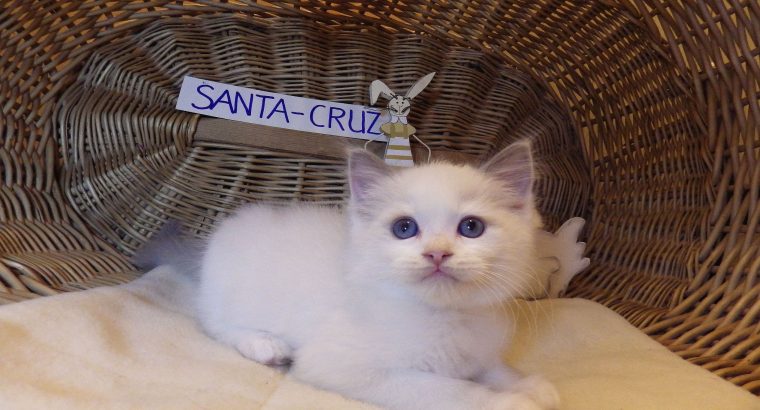 „Santa- Cruz” Ragdoll Boy! 🥰💖💖