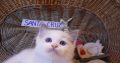 „Santa- Cruz” Ragdoll Boy! 🥰💖💖