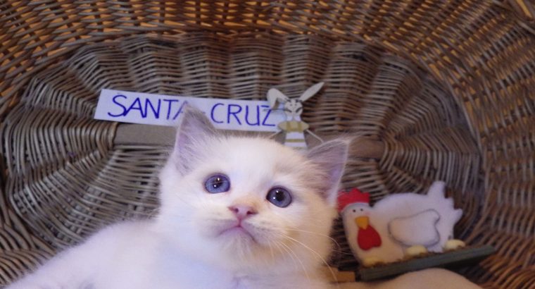 „Santa- Cruz” Ragdoll Boy! 🥰💖💖