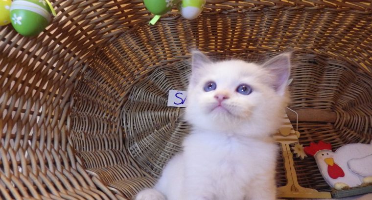 „Santa- Cruz” Ragdoll Boy! 🥰💖💖