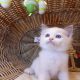 „Santa- Cruz” Ragdoll Boy! 🥰💖💖