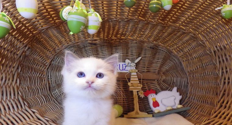 „Santa- Cruz” Ragdoll Boy! 🥰💖💖