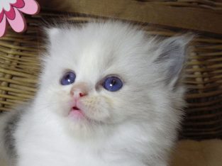 „Sidney” Ragdoll szépség!💖💖😍