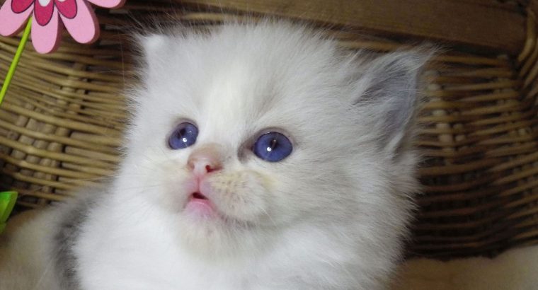 „Sidney” Ragdoll szépség!💖💖😍