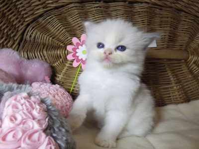 „Sidney” Ragdoll szépség!💖💖😍