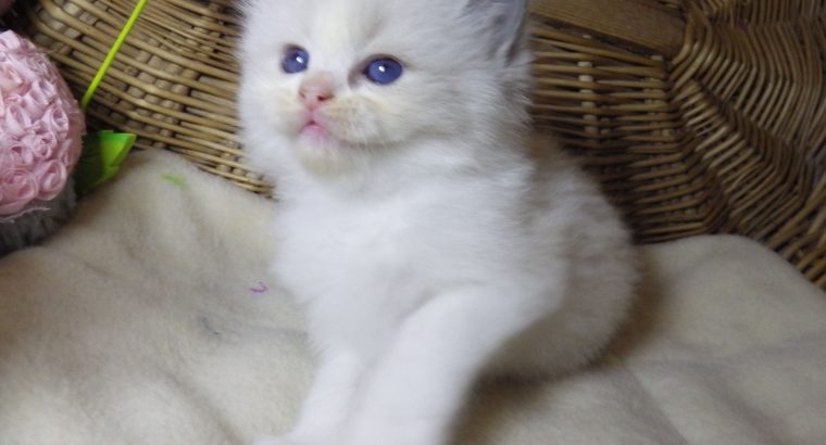 „Sidney” Ragdoll szépség!💖💖😍