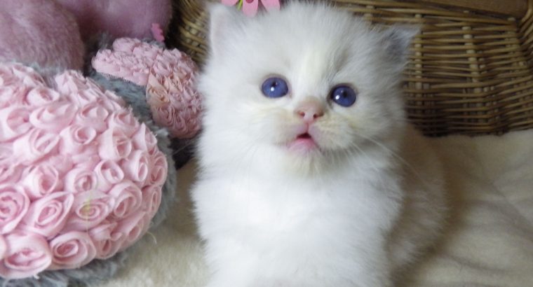 „Sidney” Ragdoll szépség!💖💖😍