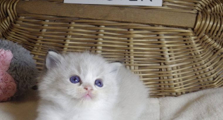 „Twister” Ragdoll Boy 💖😍😇😍 Über