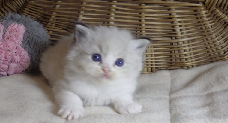 „Twister” Ragdoll Boy 💖😍😇😍 Über